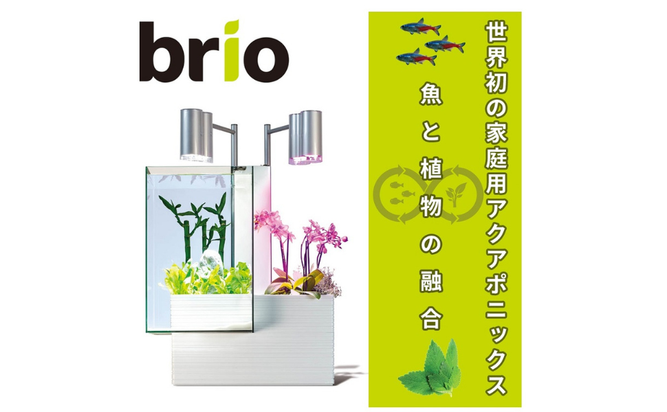 brio35