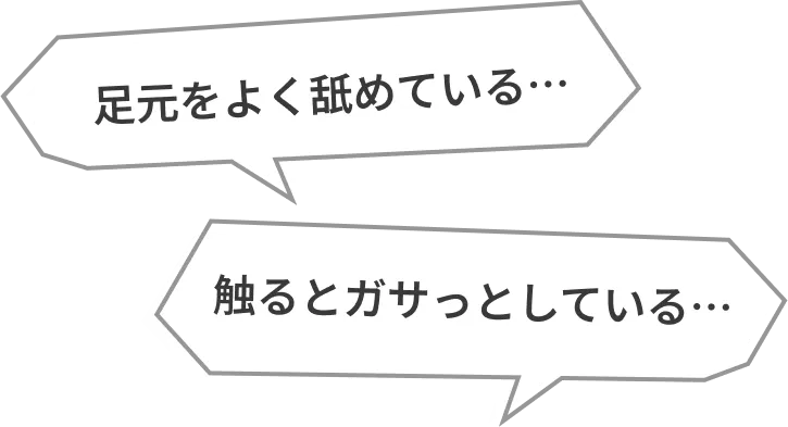 足元をよく舐めている… 触るとガサっとしている…