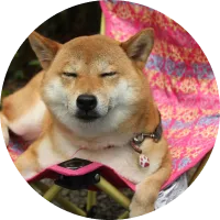 柴犬（12歳メス）