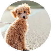 トイプードル（3歳メス）