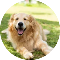 10歳ゴールデン・レトリバー（メス）