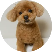 14歳トイプードル（メス）