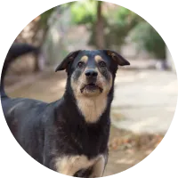 中型ミックス犬