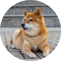 柴犬（5歳・オス）