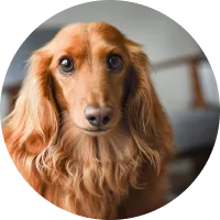 11歳ミニチュアダックスフンド（メス）