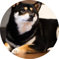 柴犬（4歳・オス）