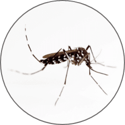 安全なだけでなく、しっかり蚊を寄せ付けない効果が実証されています。